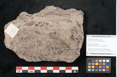 Foto (Objekt + Etikett) von Araucaria haastii Ettingshausen (NHMW-GEO-2024-0188-10108)